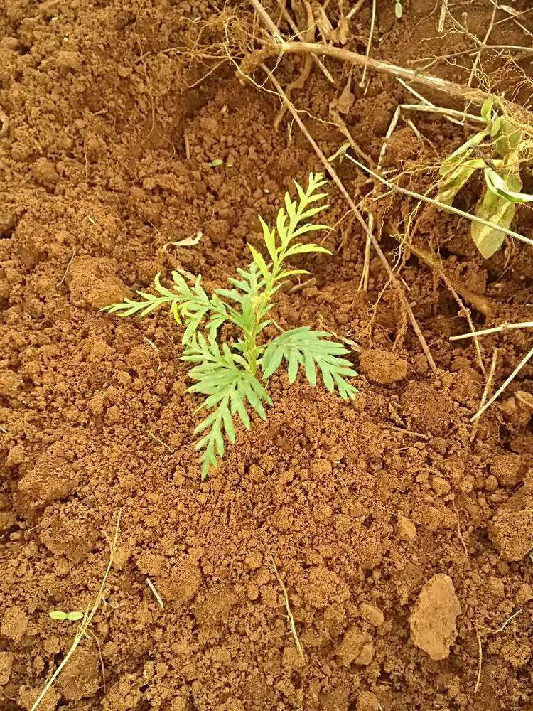 tree image