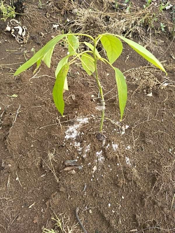 tree image