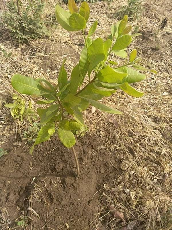 tree image