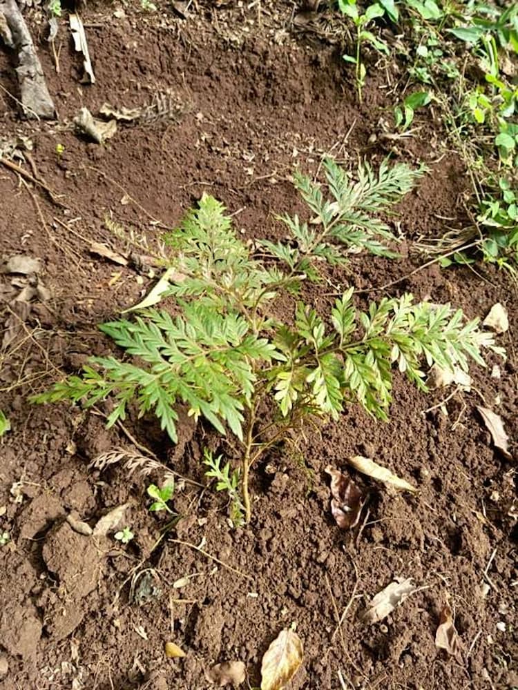 tree image