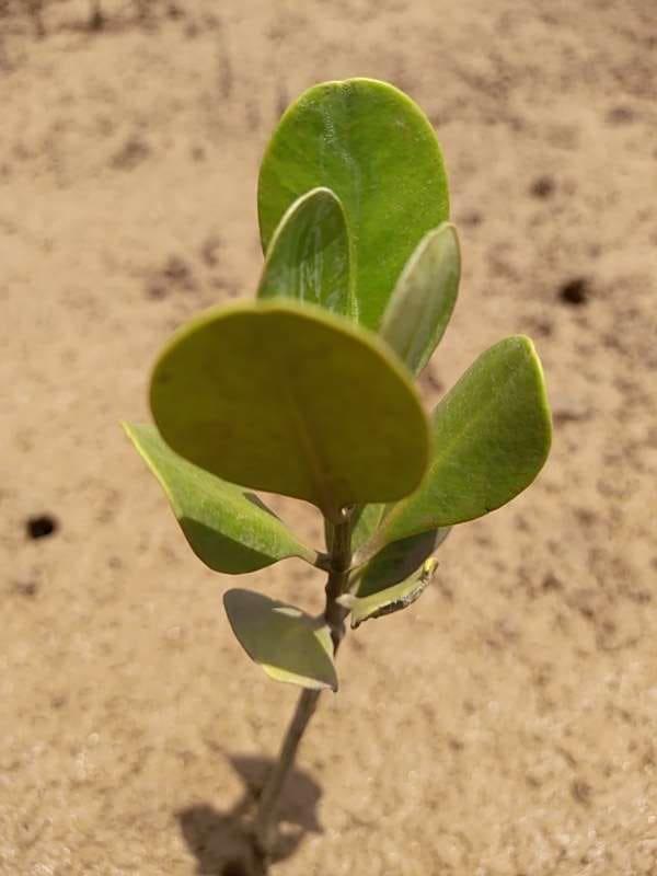 tree image