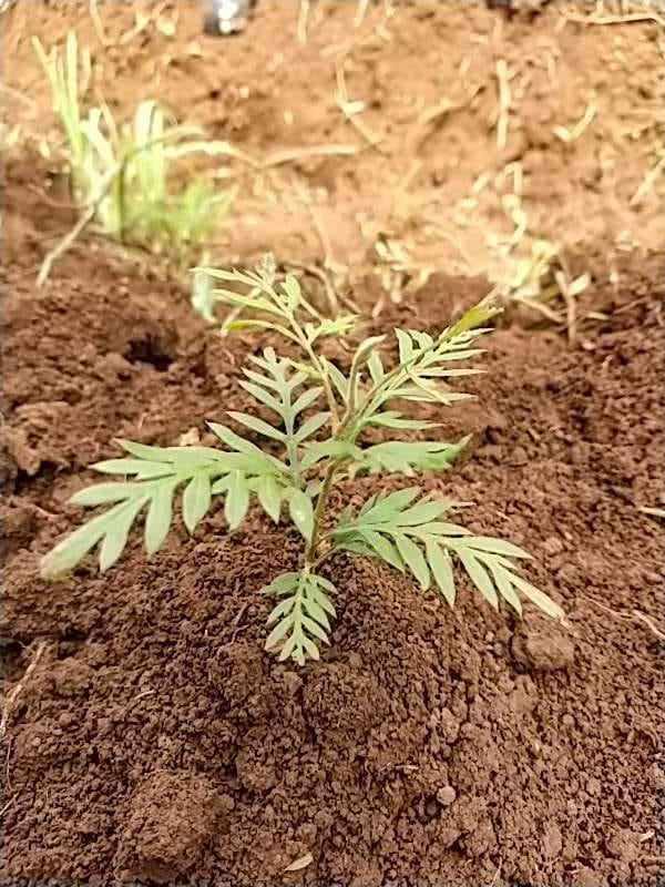 tree image