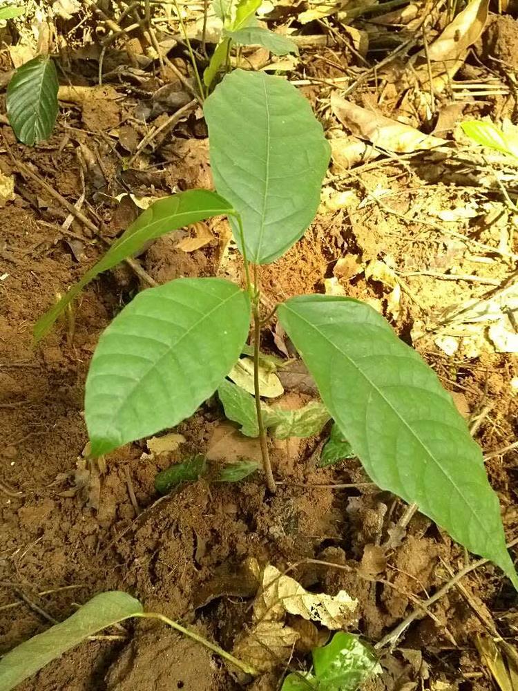 tree image