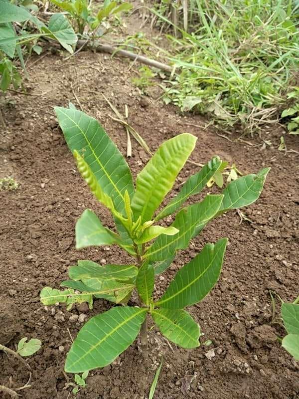 tree image