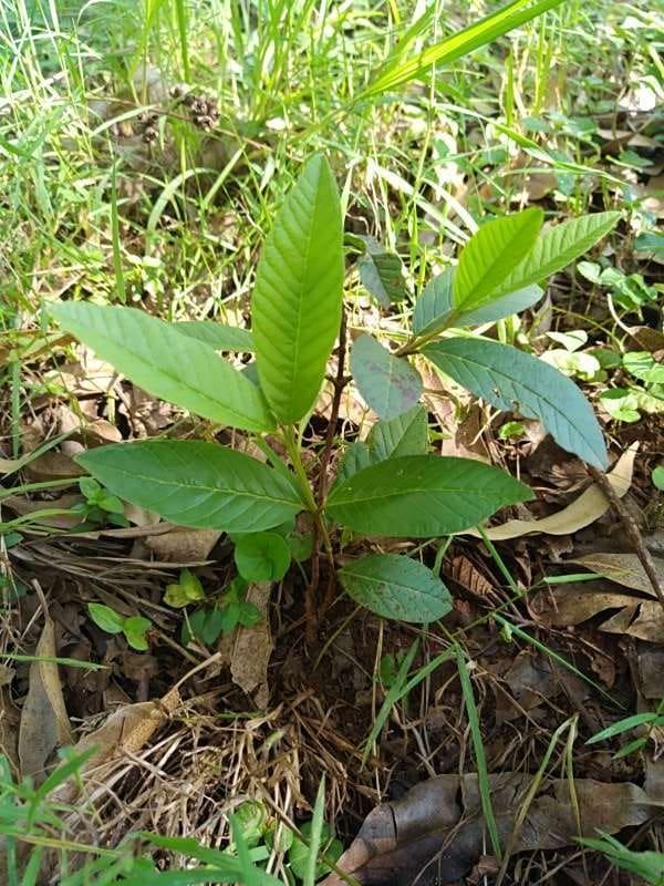 tree image