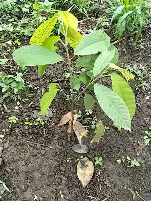 tree image