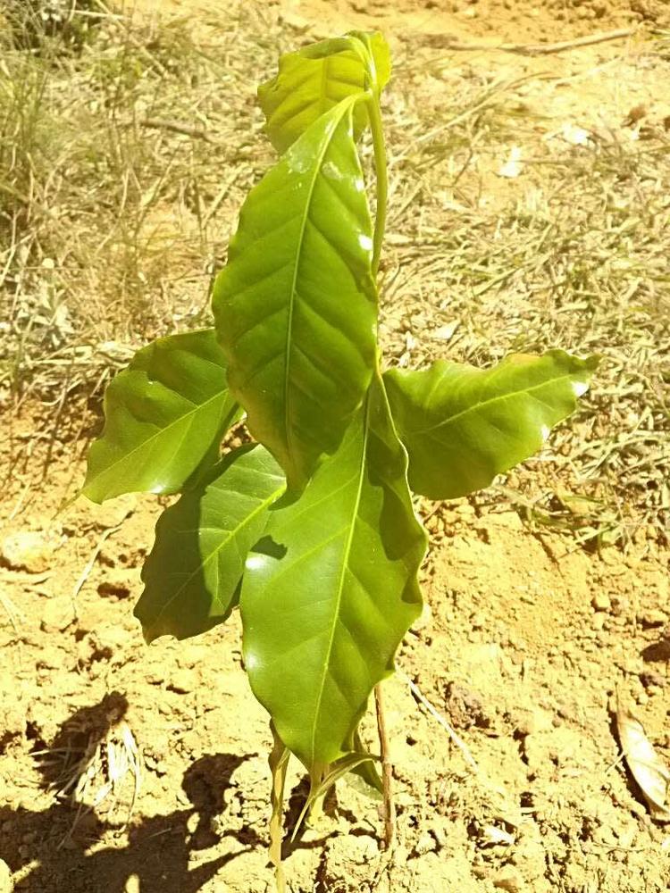 tree image
