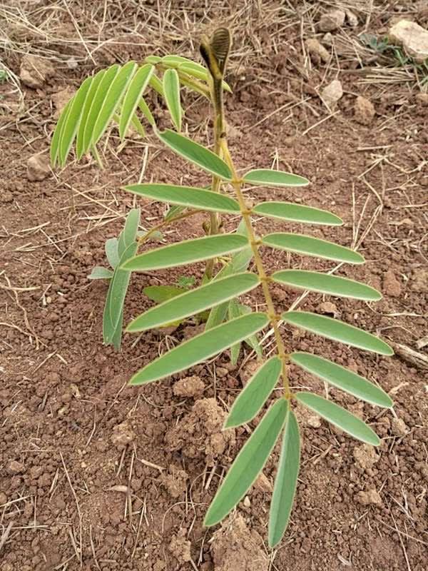 tree image