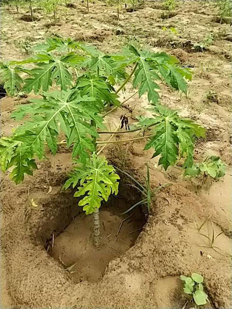 tree image