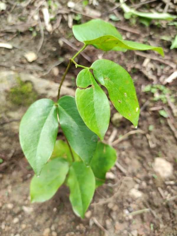 tree image