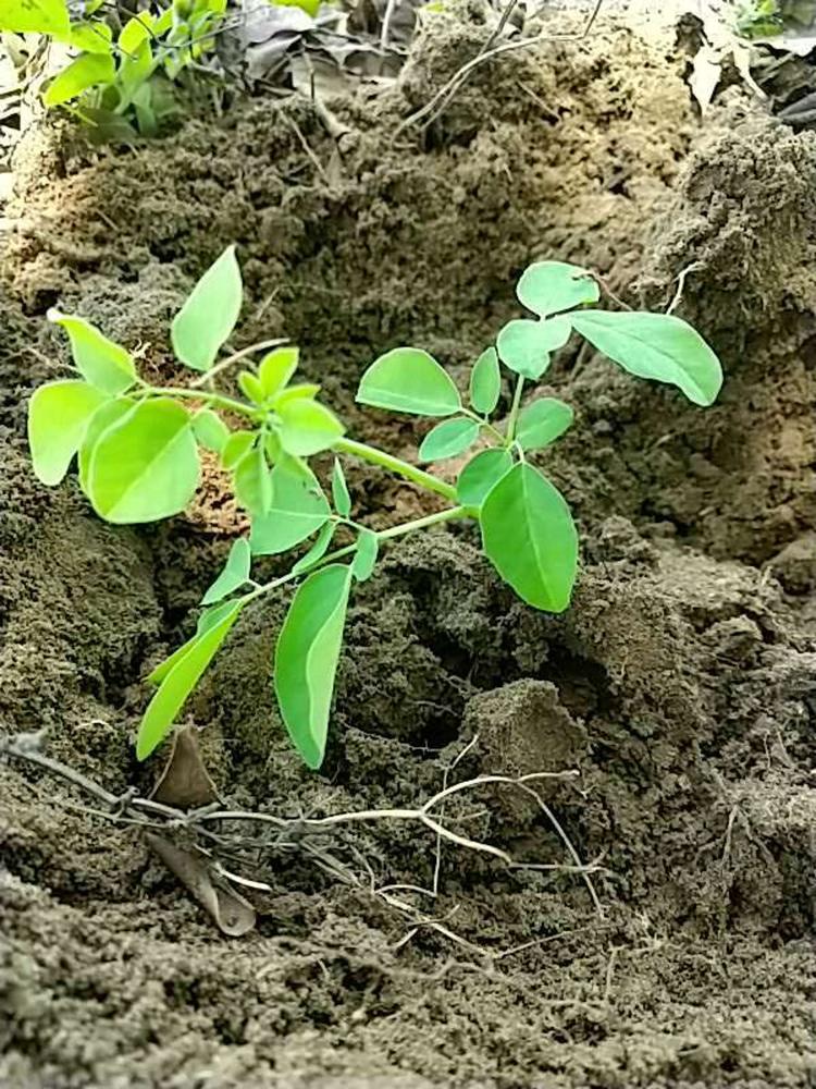tree image