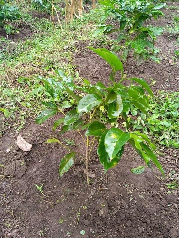tree image