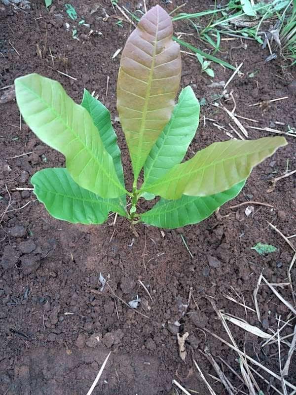 tree image