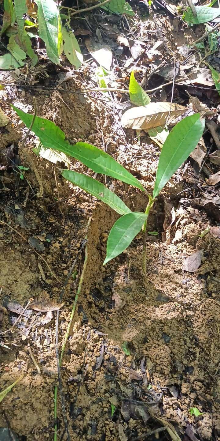tree image