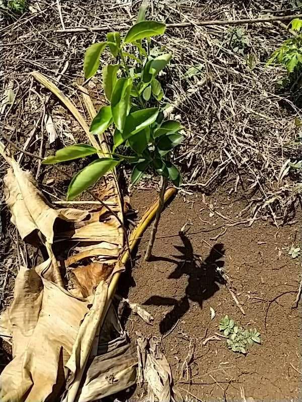 tree image