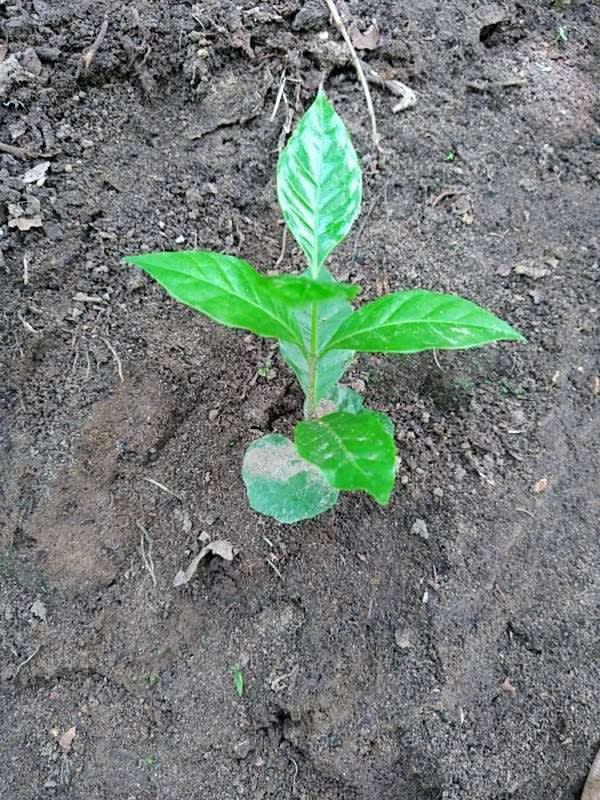 tree image