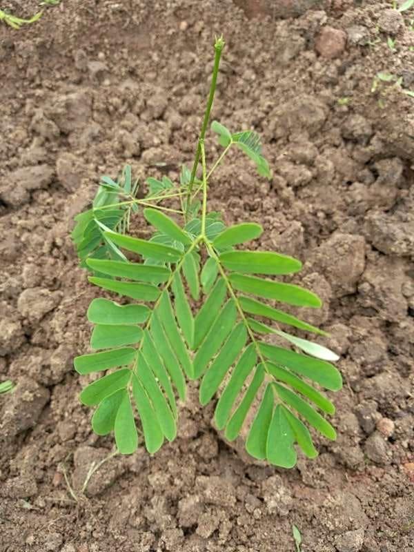 tree image
