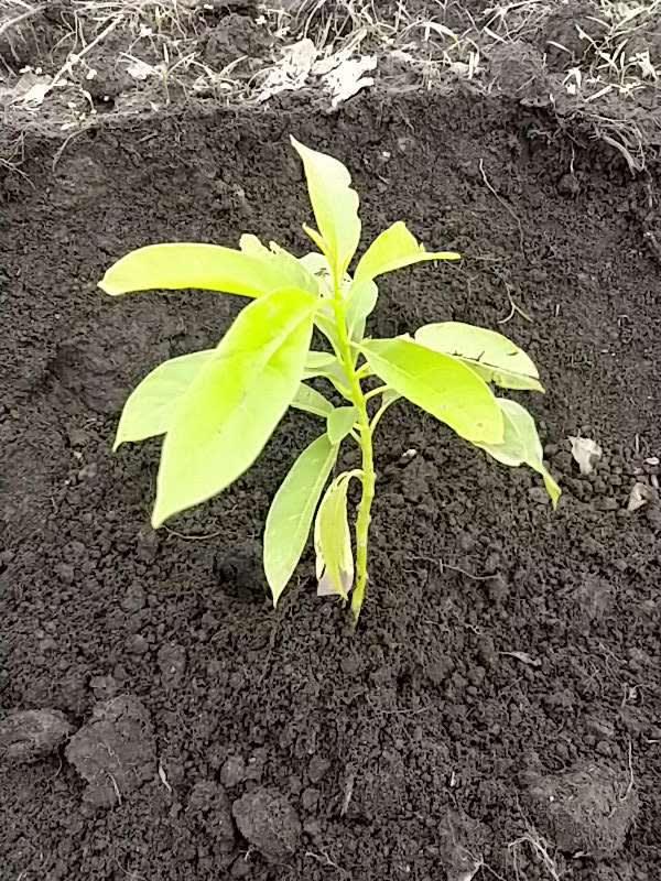 tree image