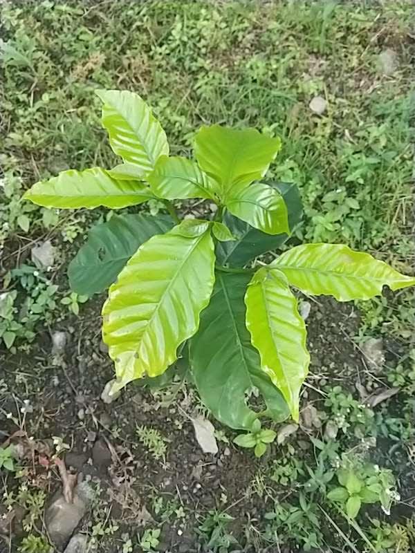 tree image