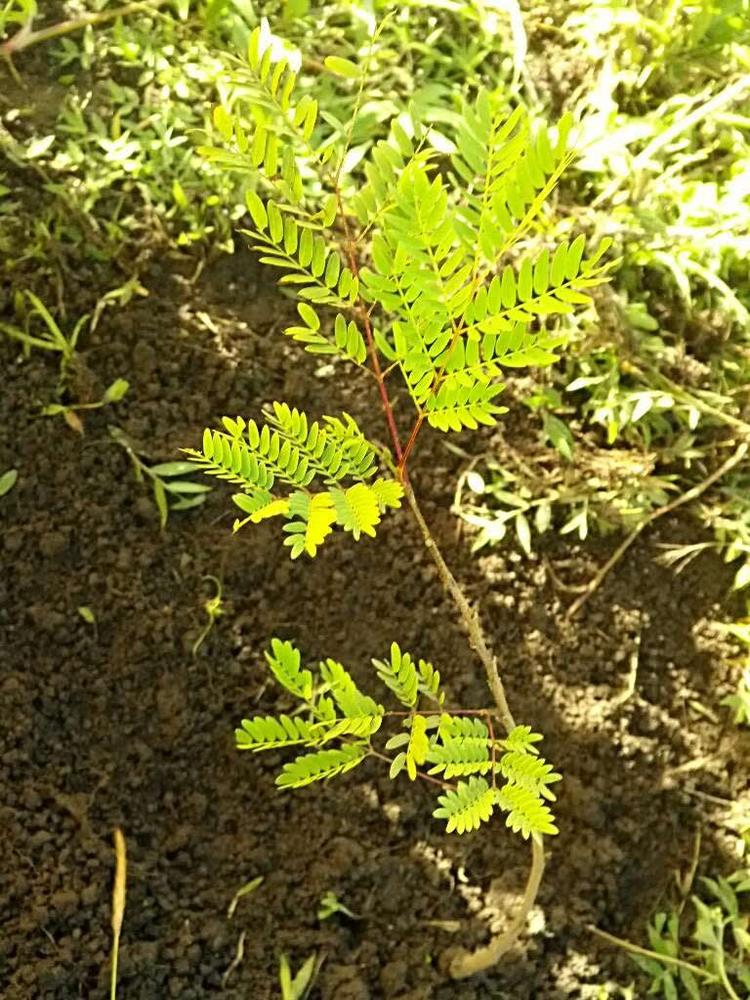 tree image