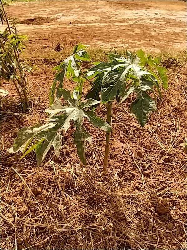 tree image