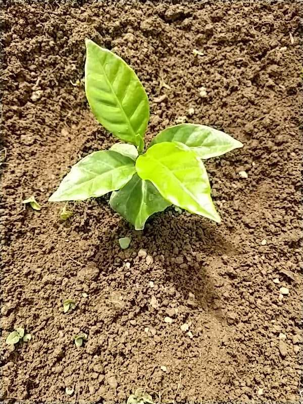tree image