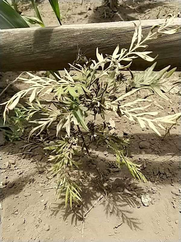 tree image