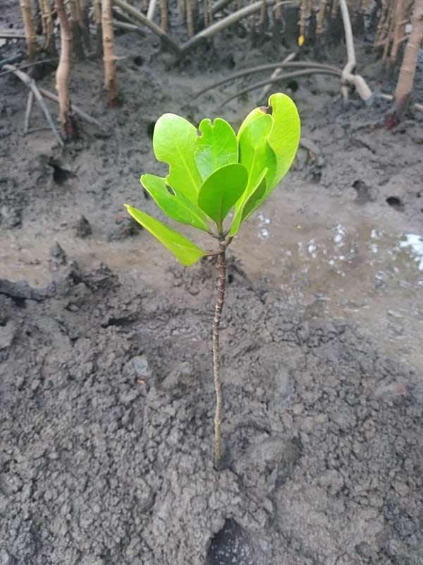 tree image