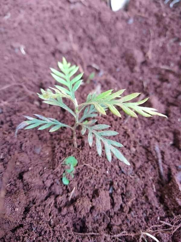 tree image