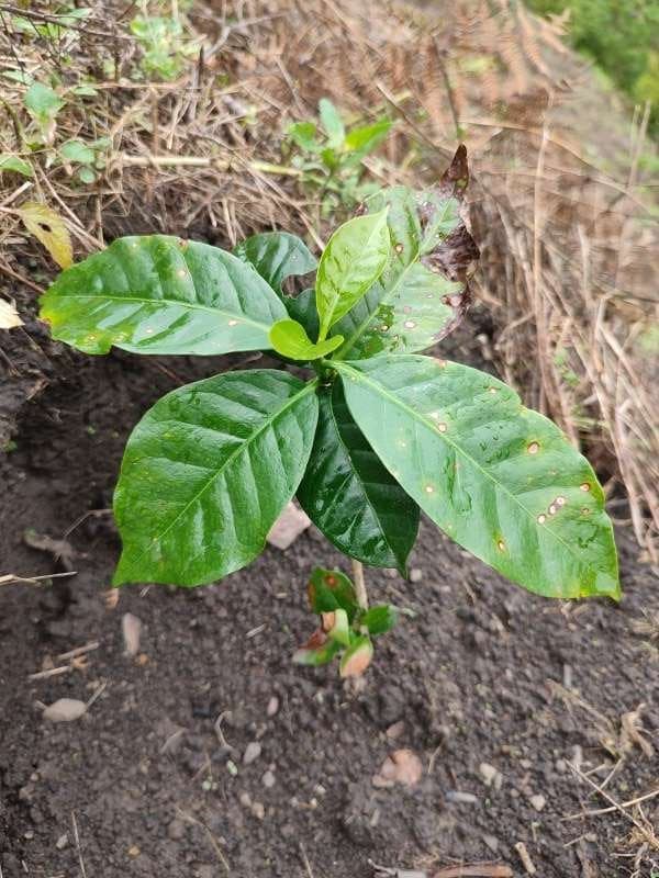 tree image