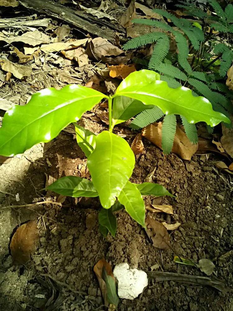 tree image