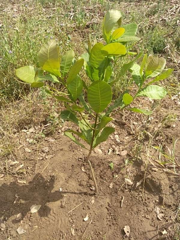tree image