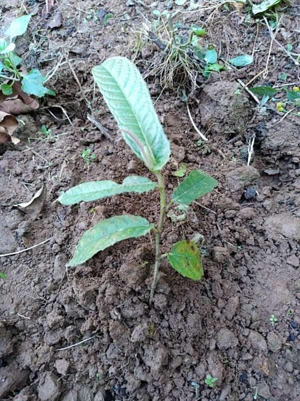 tree image