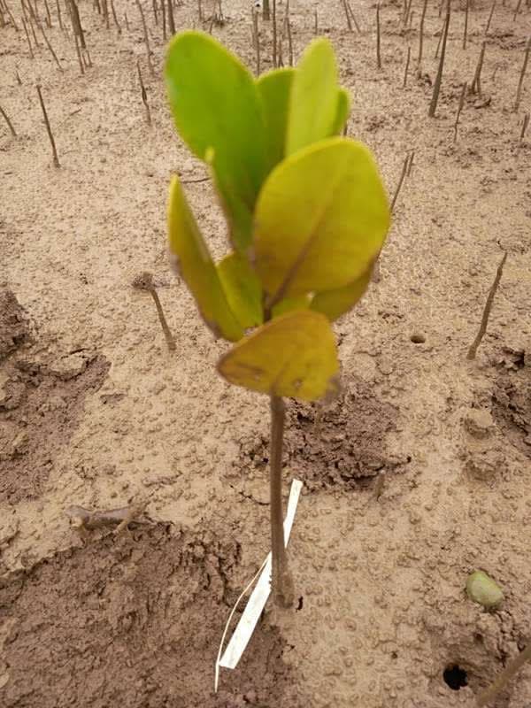 tree image
