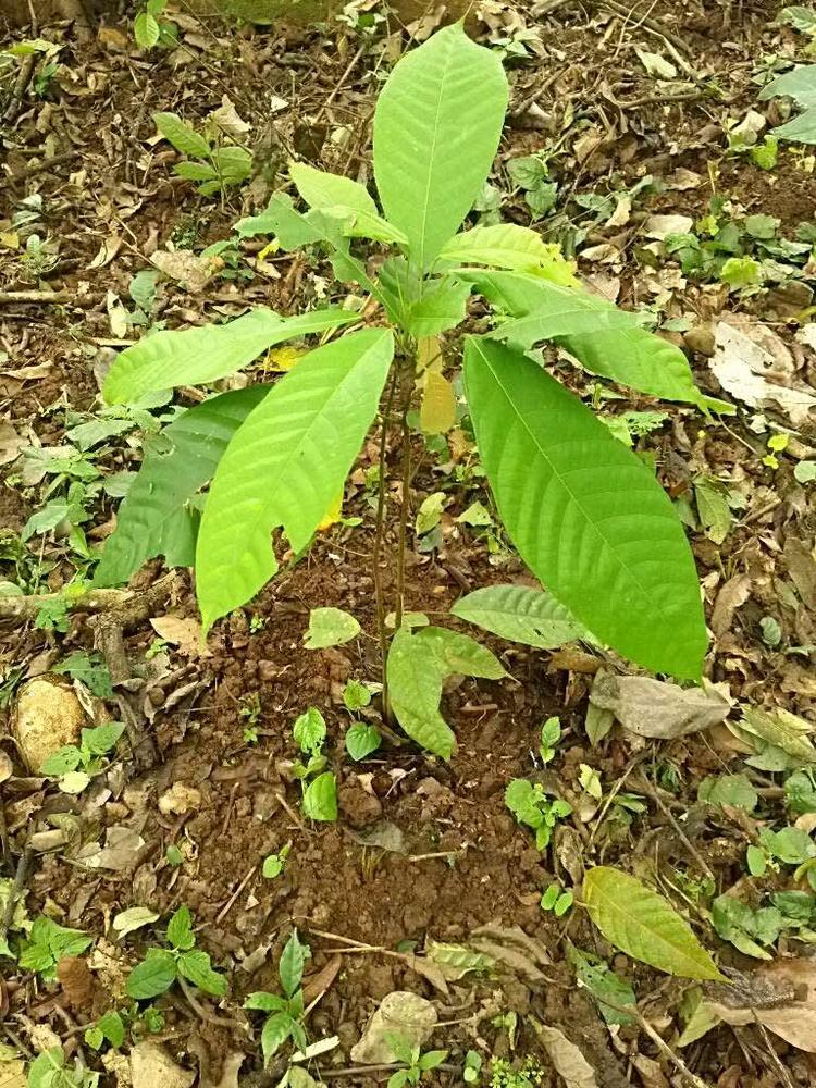 tree image