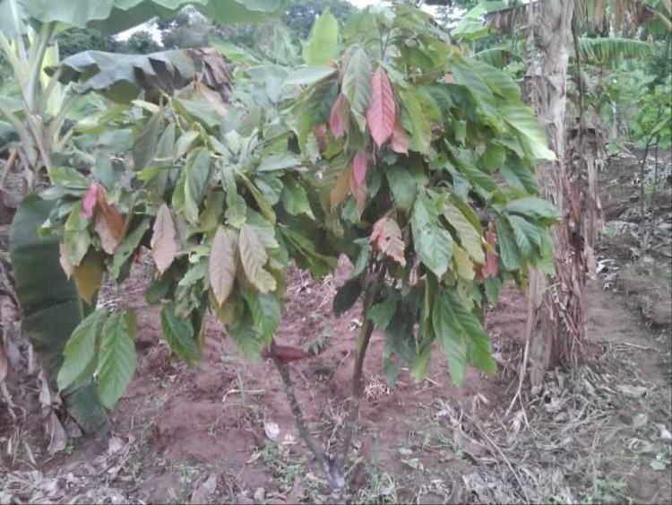tree image