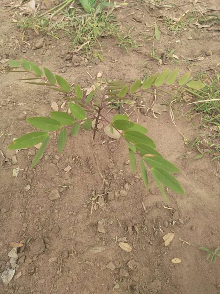 tree image