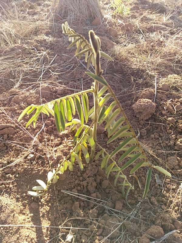 tree image