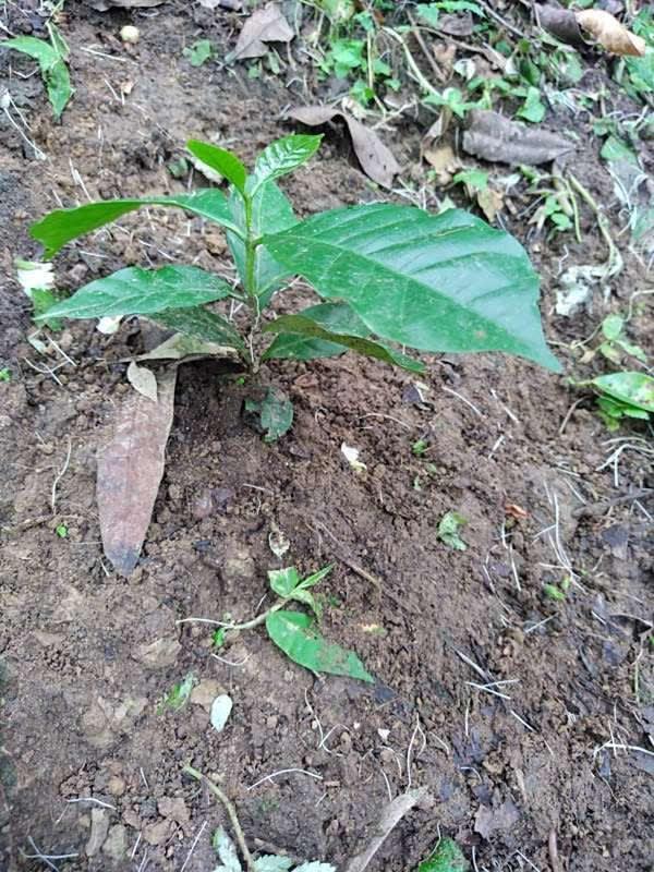 tree image