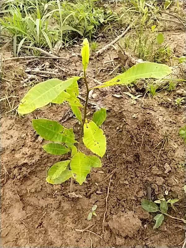 tree image