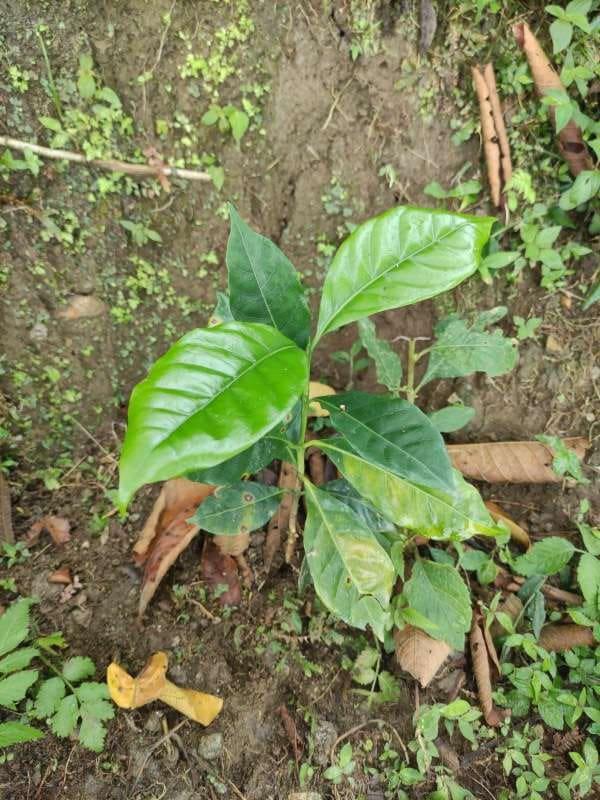 tree image