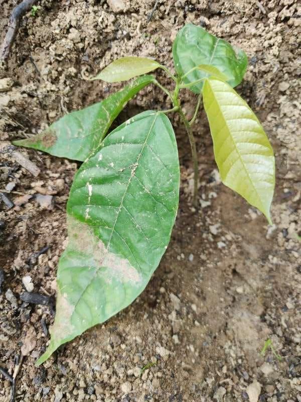 tree image