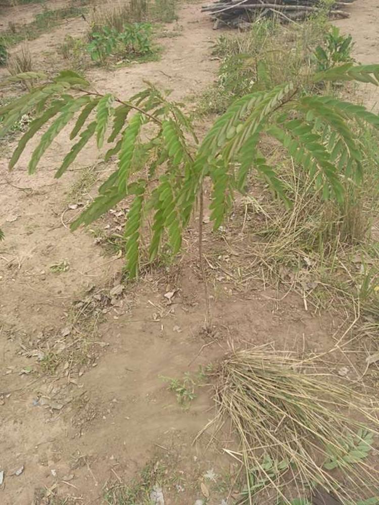 tree image