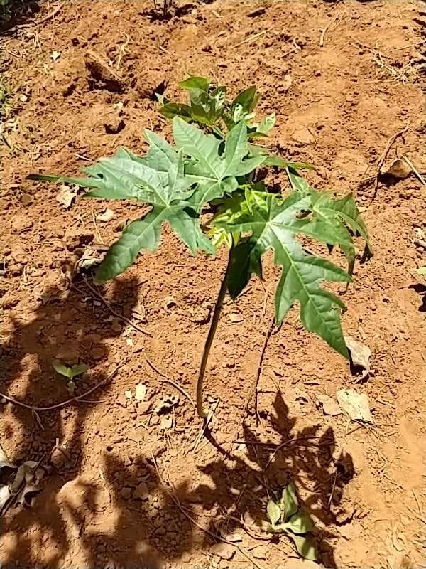 tree image