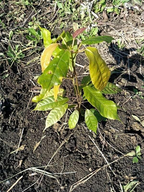 tree image