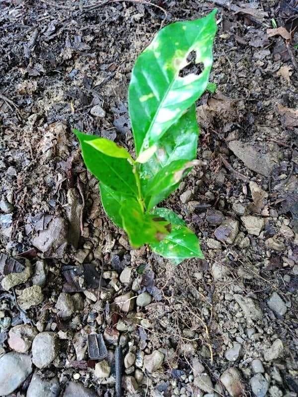 tree image