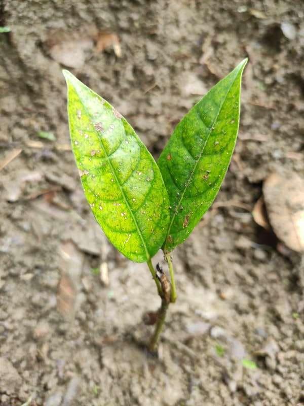 tree image