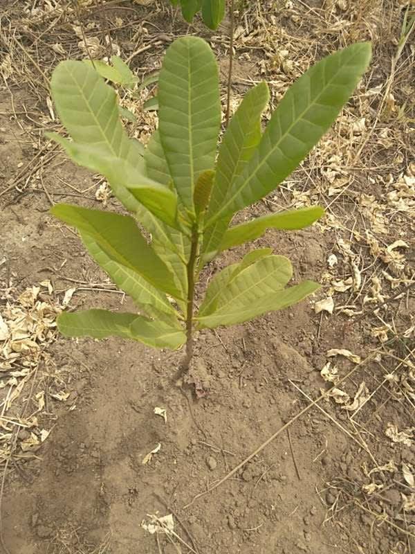 tree image