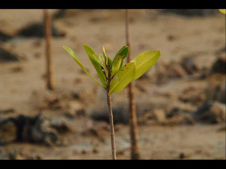 tree image