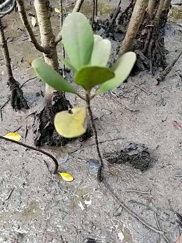 tree image